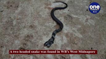 రెండు తలల పాము చూడండి ఎలా ఉందో !!