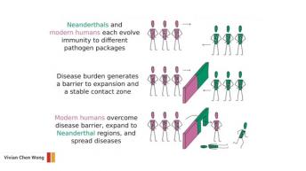 Scientists May Have Figured Out Why Neanderthals Disappeared Abruptly