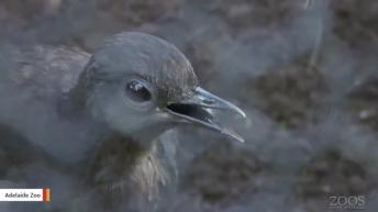 This Lyrebird Can Imitate Construction Work