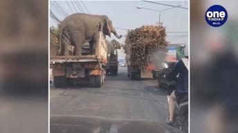 ఆహ! ఎవరు చూడట్లే.. తినేద్దాం !!