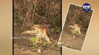 Watch Video : పులి నే బురిడి కొట్టించిన కోతి