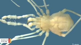 This Newly Discovered Daddy Long Legs Is The Stuff Of Nightmares