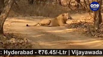 వైరల్ వీడియో..  సింహం గర్జించడం ఎప్పుడైనా చూశారా ?