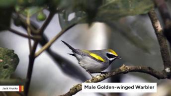 Study Suggests Scientists Have Bias Against Female Birds