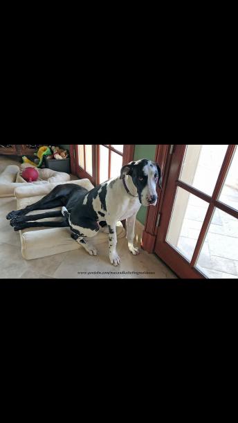Puppy sits on top of Great Dane's head