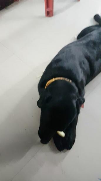 Ceaser Cute labrador Eating Sugarcane