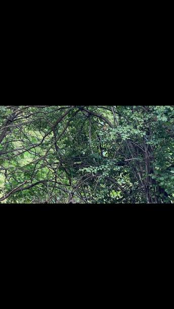 Cardinal fledglings James Gardens Toronto 4