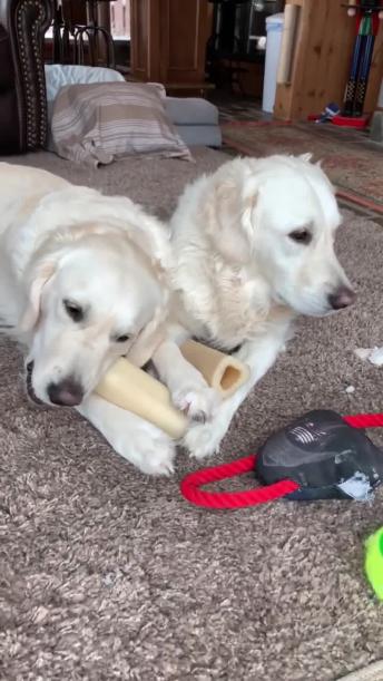 Golden Retriever mistakes dog's leg for tasty bone