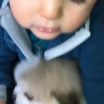 Cute Puppy plays with a baby