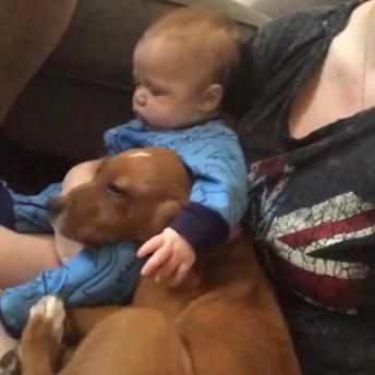 Adorable Puppies compilation 