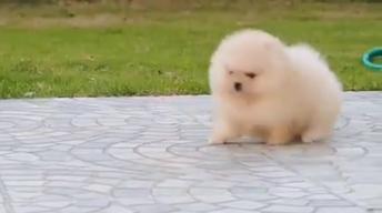 Puppy loves to run and play.