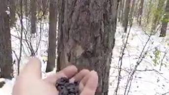 Outdoor animal cafeteria in Winters