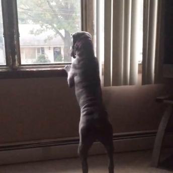 Dogs are excited to see their owners back home 