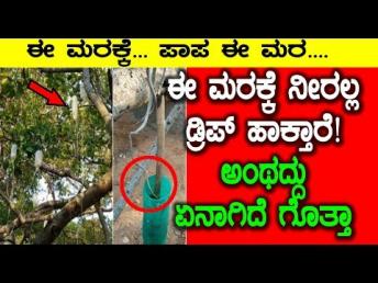 ಈ ಮರಕ್ಕೆ ನೀರಲ್ಲ ಡ್ರಿಪ್ ಹಾಕ್ತಾರೆ&hellip;! ಅಂಥದ್ದು &#