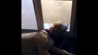 Lazy animals compilation