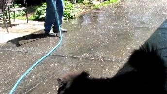 Chow Chow dog who loves to play with water