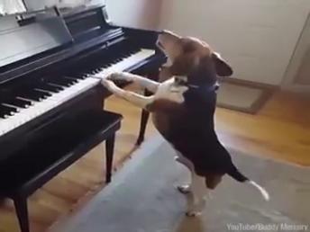 Compilation of Dog Music CutePuppy 