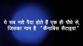 भांग का नशा 