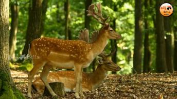 காடுகளில் கண்டுபிடிக்கப்பட்ட வினோதமான 5 Ī