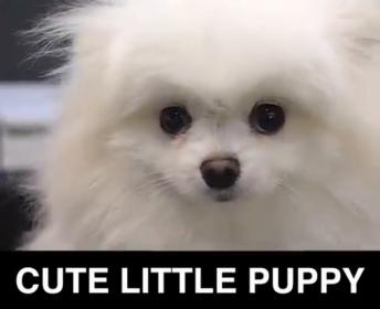 Puppy gets a haircut.