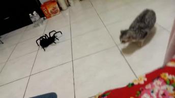 Funny cat scared of robo spider!!