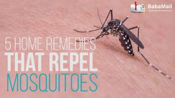 5 home remedies that repel mosquitoes