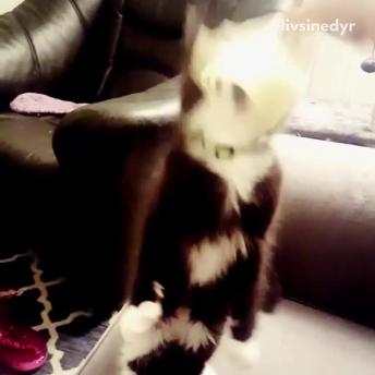 Collab copyright protection - black cat falls from sofa