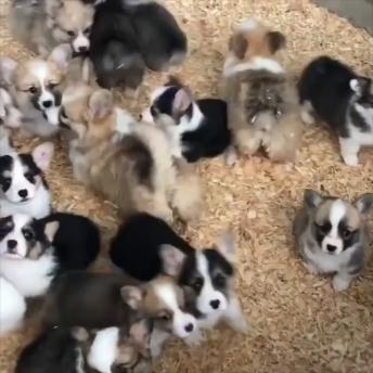 Puppies playing around