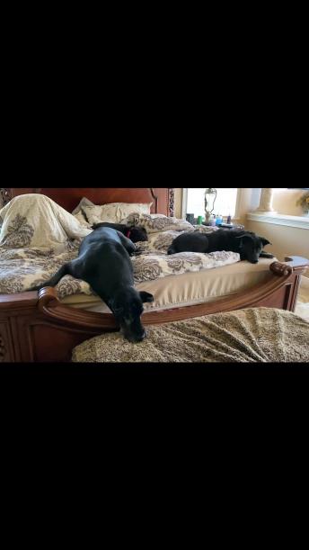 Visiting dogs make themselves at home in Great Dane's bed