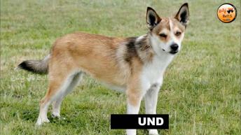 இப்படியெல்லாம் கூடவா நாய்கள் இருக்குது! | Wor