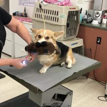Sweet Little Corgi Finds Comfort In Her Toy