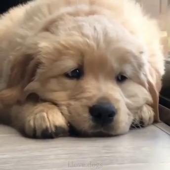 Best Of Cute Golden Retriever Puppies Compilation 