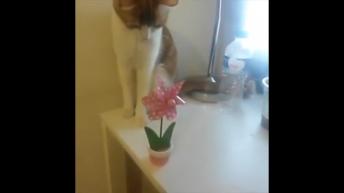 Pets Causing Chaos everywhere