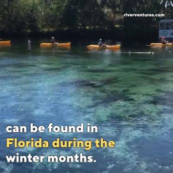 Ever Heard Of Sea Cows? You Can Swim With Them In Florida