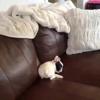 French Bulldog playtime will melt your heart