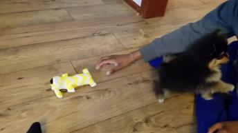 Pomeranian Not Sure What To Do With New Puppy Addition