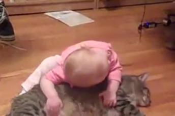 Baby loves fat cat video