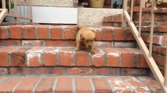 Puppies Walk Down Stairs For The First Time!!