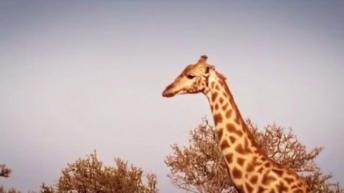 Amazing life of Giraffe 