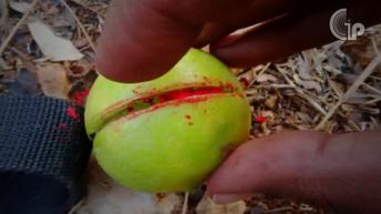 नकारात्मकता दूर करता है घर में रखा कैक्टस | चमत्कारिक उपाय | Lal Kitab Ke Totke