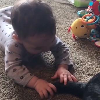Babies love playing with dogs