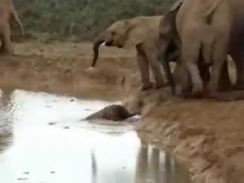 Baby Elephant rescue video