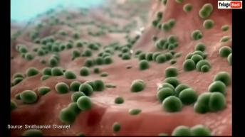 Inside the Human Body in Telugu | Telugu Badi | Microbes in Telugu