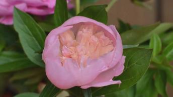 Flowers Blooming HD Timelapse Video