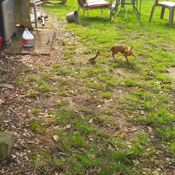 Animal best friends compilation 