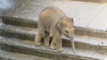 Baby elephant plays in water 