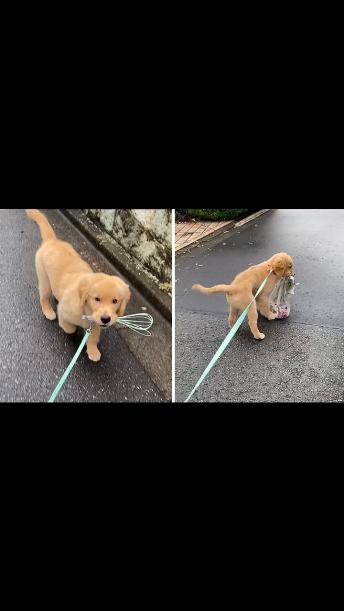 Golden Retriever Puppy Takes Random Things With Him On Walks