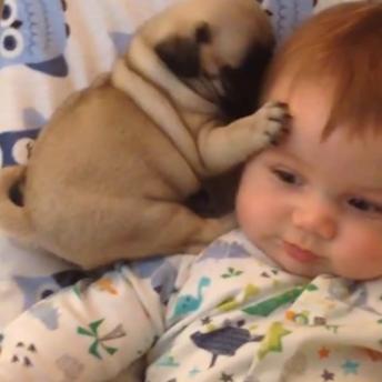 Dogs make the BEST best friends