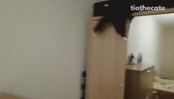 Collab copyright protection - black cat jumps and falls down