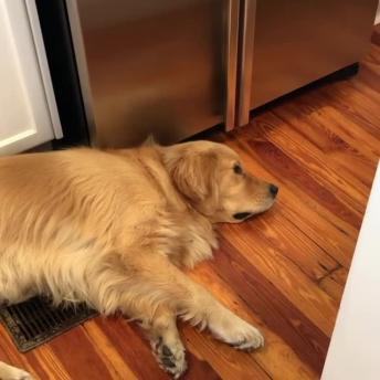 Watch this dog's reaction when he hears his best friend's name